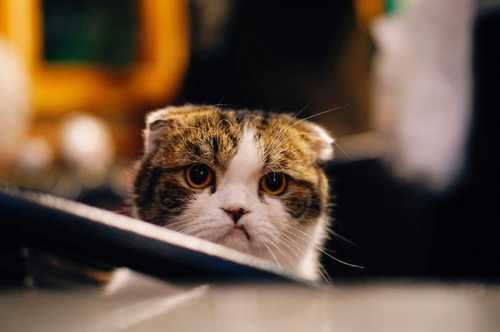 Dealing with Difficult Customers: Part 2